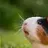lilpigsBIGLIVES