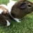 Ava for guinea pigs