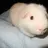 fluffycabbage