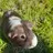 Guineapiglady27
