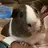 Coco-piggy