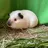 Meerschweinchen_Blackforest