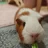 Agnes