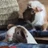 midwesternrodent