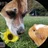 The_Guinea_Pig_Tribe