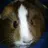 Guinea pig lover2