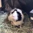InfinityPiggies