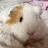 weepiggy