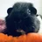 fluffyguineapigs