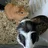 waffle_nibbles@chloe