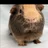 Chubbywolf