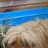 Piggie_Princess