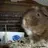 Hamishsmum
