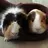 Chief&Pippin