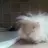 FrizzyGuineas