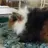 Lil Griff