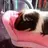 mr pigs mum