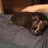 Buddy