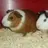 guineapigz