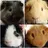 Cute_Guineapigs